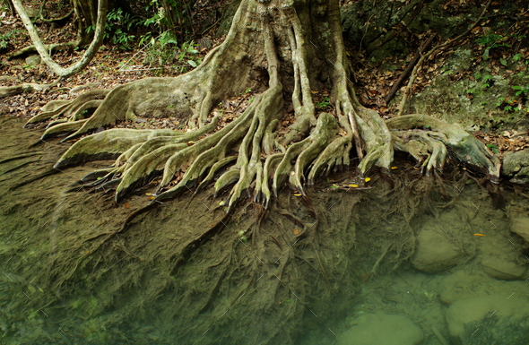 Root system of a tree in tropical forest Stock Photo by foto76 | PhotoDune