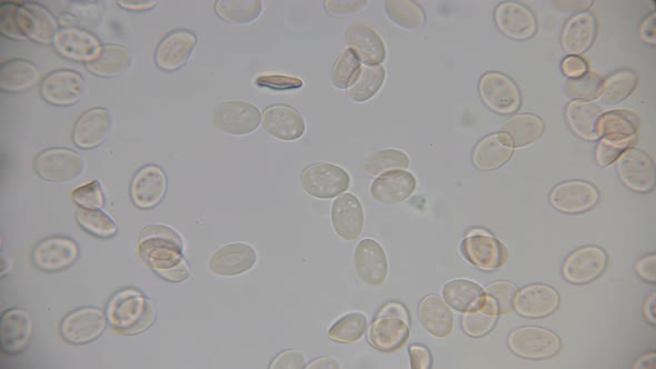 The Movement of Blood  alt