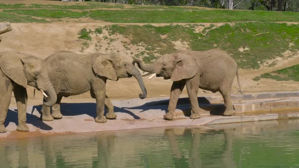 Young Elephants Play Near a Watering Hole