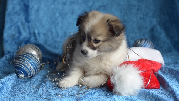 Little Puppy Rests on a Blue Background, Christmas.