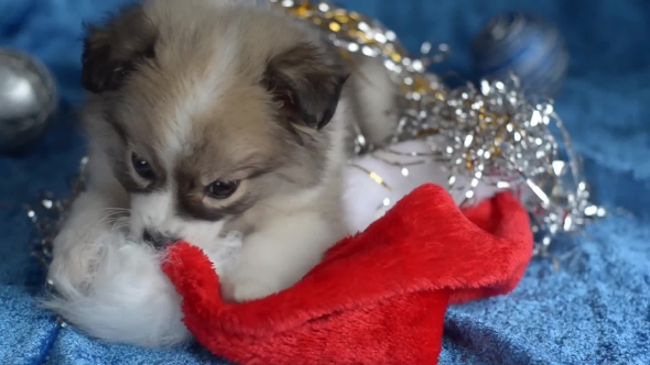 Cute Little Puppy Lying on a Blue Background, Christmas.