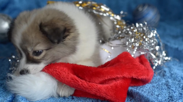 Little Puppy Rests on a Blue Background, Christmas.