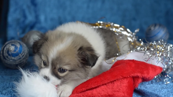 Little Puppy Lying on a Blue Background Playing with a Christmas Hat