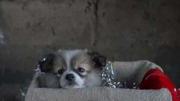Little Puppy Sitting in a Box alt