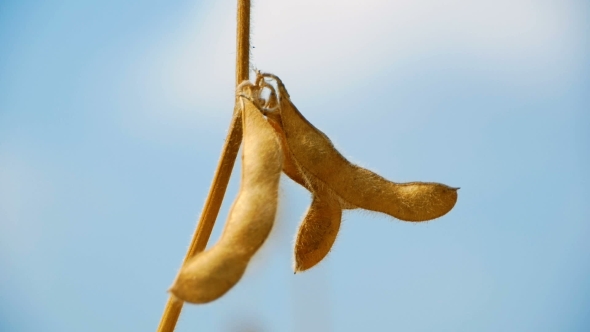 Soy Beans in the Field Before Harvesting alt