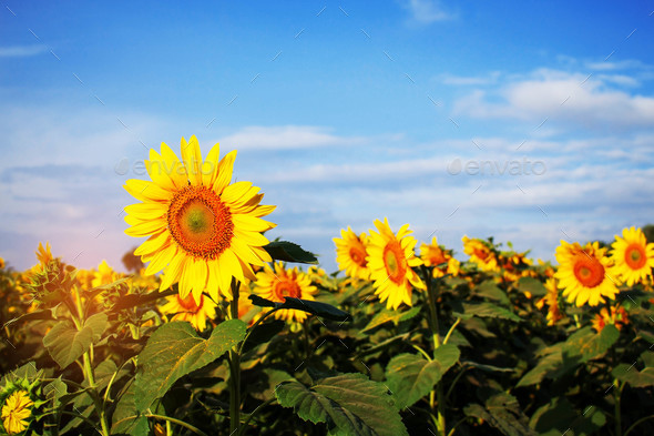 Garden sunflowers at sky