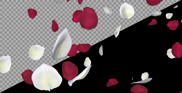 Red And White Rose Petals Falling Loop By Videomagus Videohive
