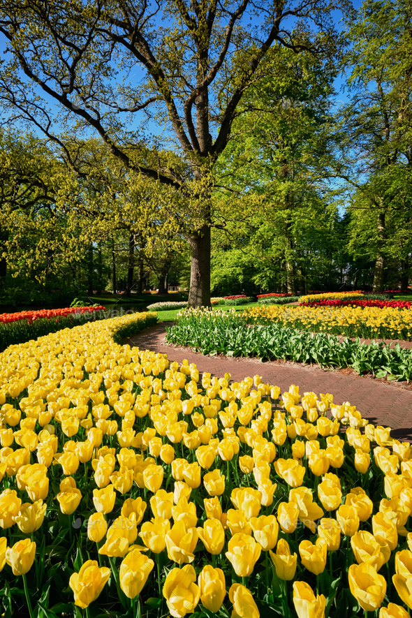 Blooming tulips flowerbeds in Keukenhof flower garden, Netherlan - Stock Photo - Images