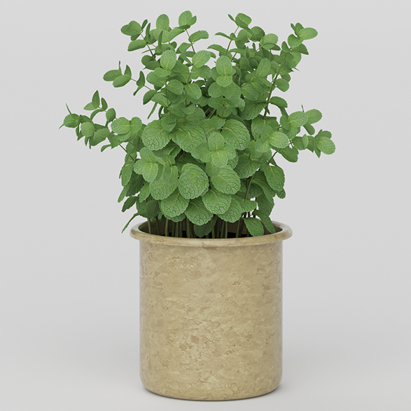 Vray Ready Potted - 3Docean 20626309