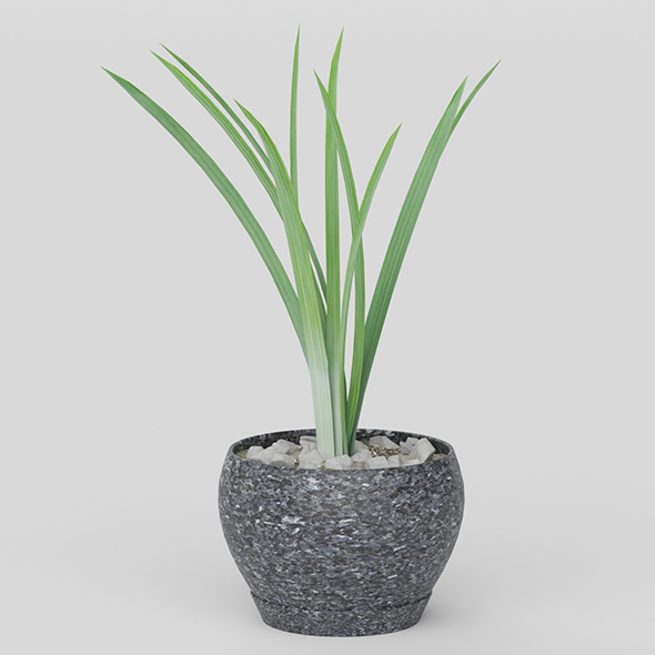 Vray Ready Potted - 3Docean 20626421