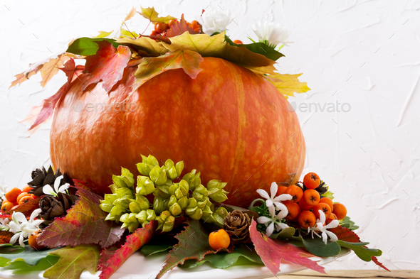 Fall decoration with pumpkin and white flowers