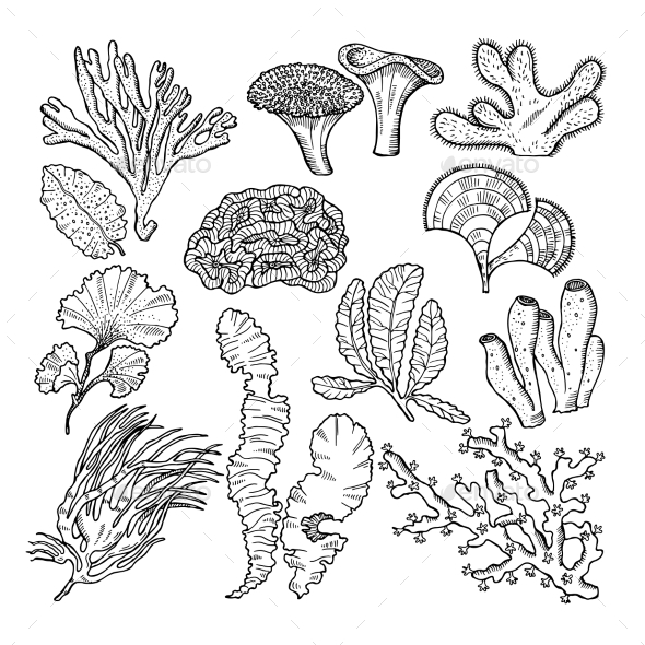 Corals and Underwater Plants in Ocean or Aquarium - Organic Objects Objects