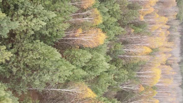Vertical Video of Trees in the Forest in Autumn alt