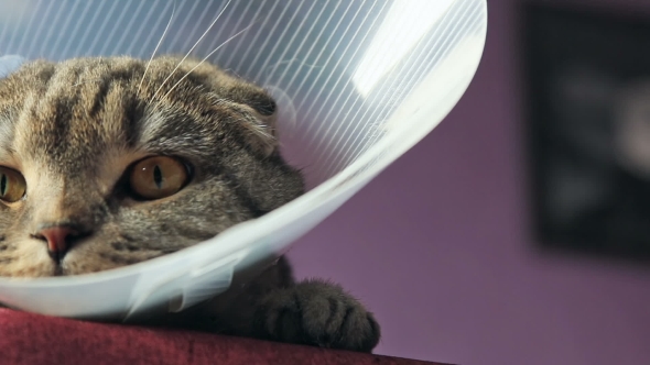 Sick Scottish Cat in a Plastic Protective Collar