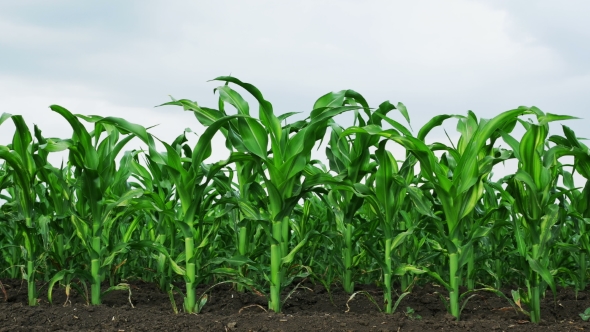 Growing Green Maize Corn Sprouts in Cultivated Agricultural Farm Field alt