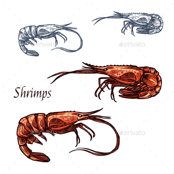 Shrimp Prawn Seafood Vector Isolated Sketch Icon - Animals Characters