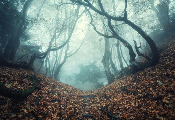 Trail through a mysterious dark old forest in fog. Autumn - Stock Photo - Images