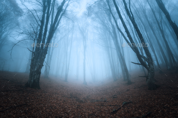 Trail through a mysterious dark old forest in fog. Autumn - Stock Photo - Images
