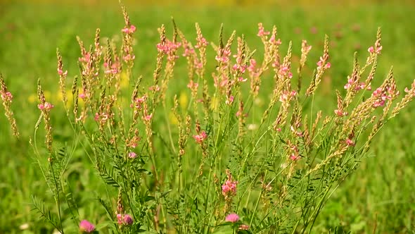 The Beautiful Wild Heather at a Sunset