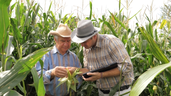 Two Farmers Work In A Corn Field, Using Tablet To Record The Results alt