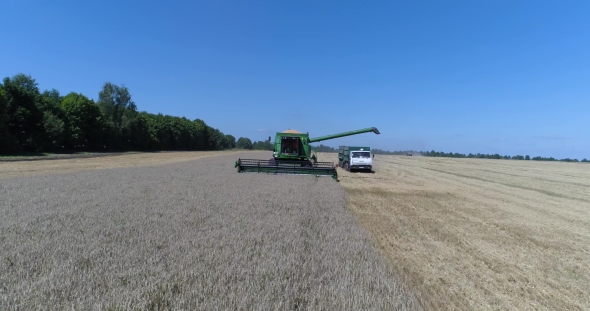 Aerial View of Harvesting Wheat By Harvester on Golden Field