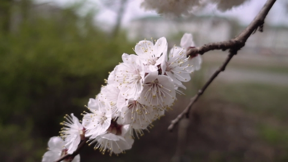 Beautiful Flower Blossom Cherry Tree Branch