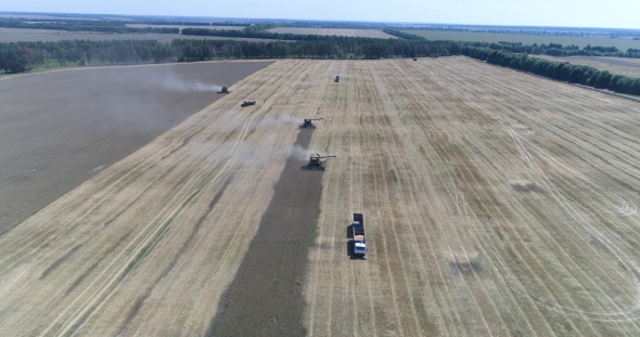 Aerial Distant Shooting of the Work of Three Combines and a Tractor on the Wheat Field