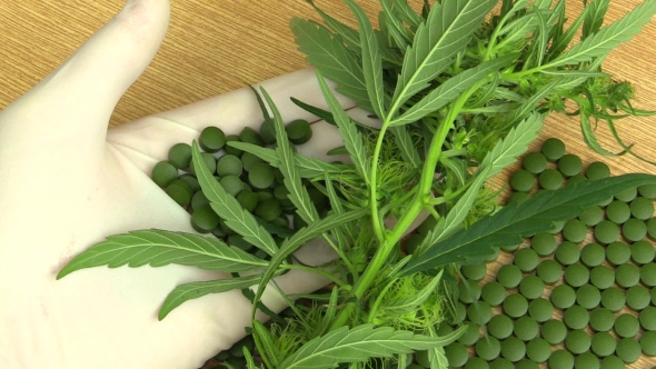 Medicinal Cannabis Hemp Tablets Developed by Scientists