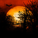 Halloween Scary Night - VideoHive Item for Sale