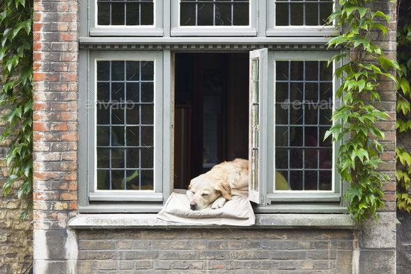 Dog In Window - Stock Photo - Images