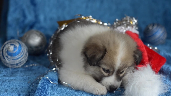 Little Puppy Plays with Christmas Decorations.