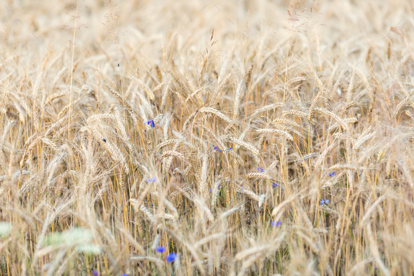 Field of rye - Stock Photo - Images