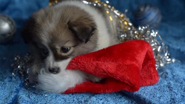 Little Puppy Plays with Christmas Decorations.