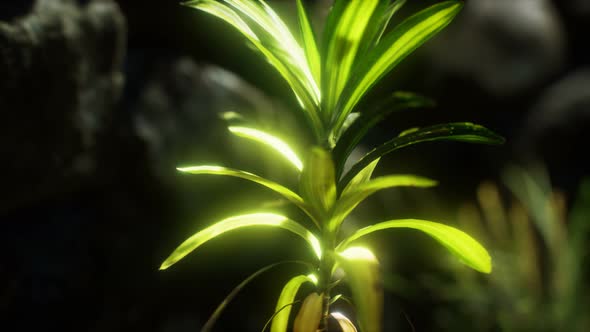 Grass and Stone Wall in the North of England Countryside alt