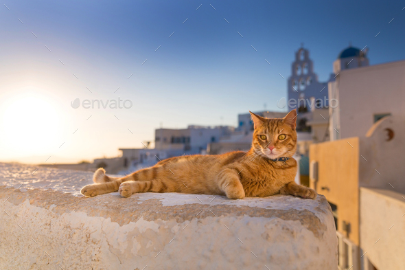 Santorini cat Stock Photo by fotyma | PhotoDune