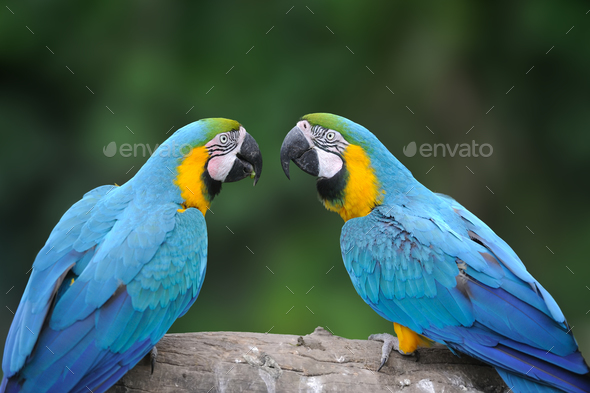 Wild Parrot Bird Blue Parrot Great Green Macaw Ara Ambigua Stock Photo By Byrdyak,Gas Grills At Home Depot