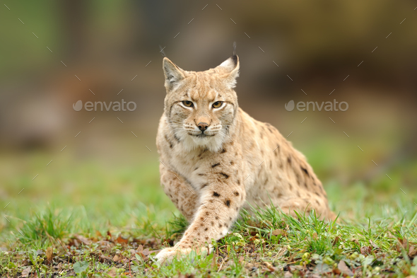 Lynx, Eurasian wild cat walking on forest in background