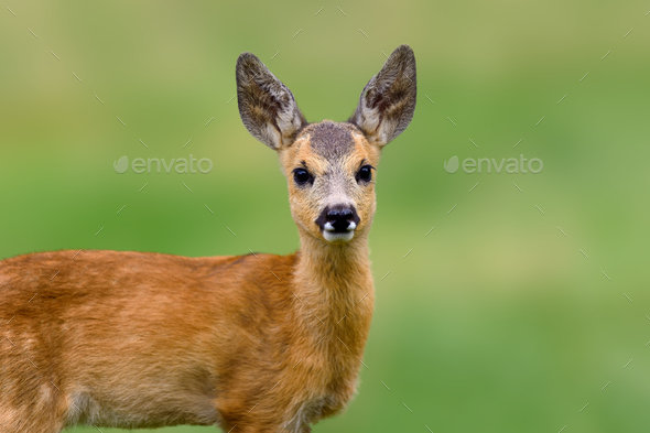 Baby roe deer on summer meadow - Stock Photo - Images