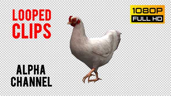Chicken Looped 4 alt