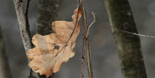 Dried Oak Leaf