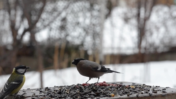 The Female Bullfinch Chasing Small Birds From the Feeder, the Rain alt
