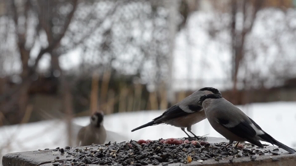 Wet Birds in the Feeder in the Rain