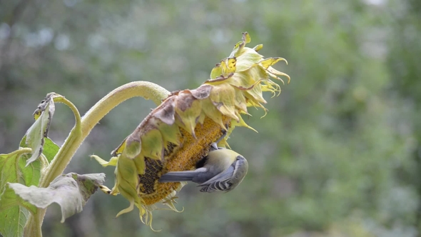 Birds Pecking Sunflower Seeds