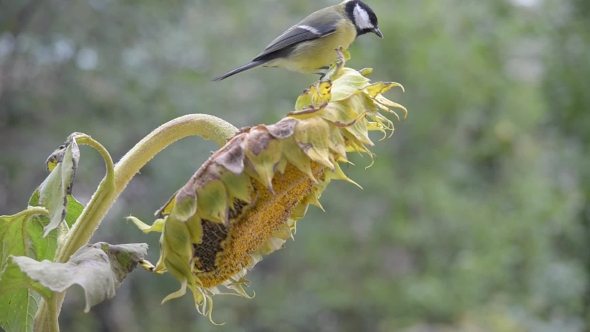 Birds Pecking Sunflower Seeds alt