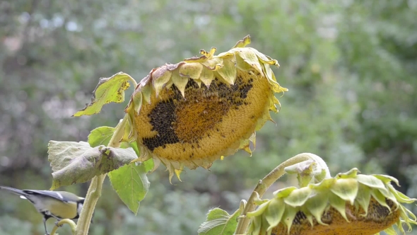 Birds Pecking Sunflower Seeds