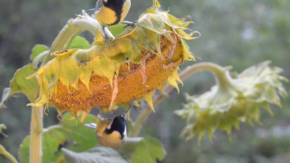 Birds Pecking Sunflower Seeds alt
