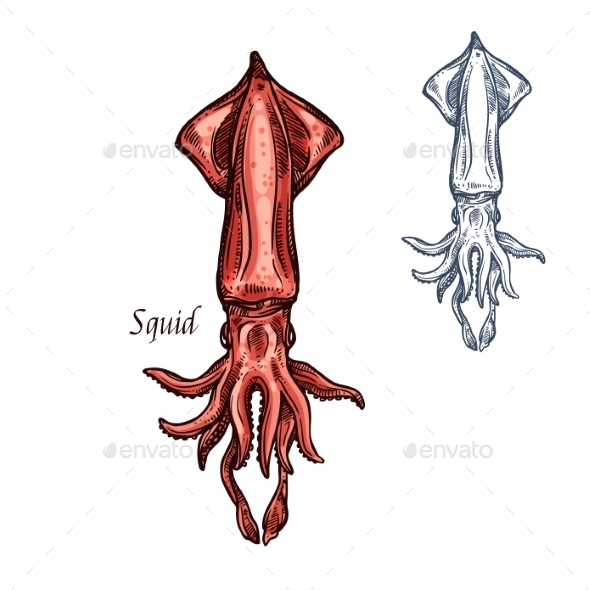 Squid Sketch Seafood Vector Isolated Icon - Animals Characters