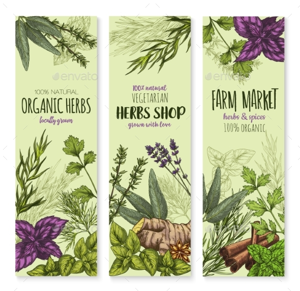 Spices and Herbs Vector Banners Set - Food Objects