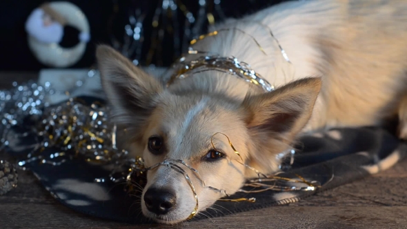 Funny Dog on New Year's Eve alt