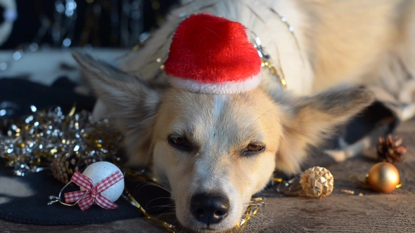 Funny Dog on New Year's Eve alt